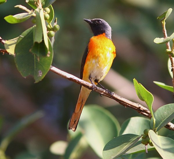 Small Minivet - Indian Birds