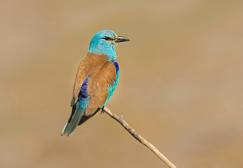 European Roller, - Bulgaria and Romania 2019