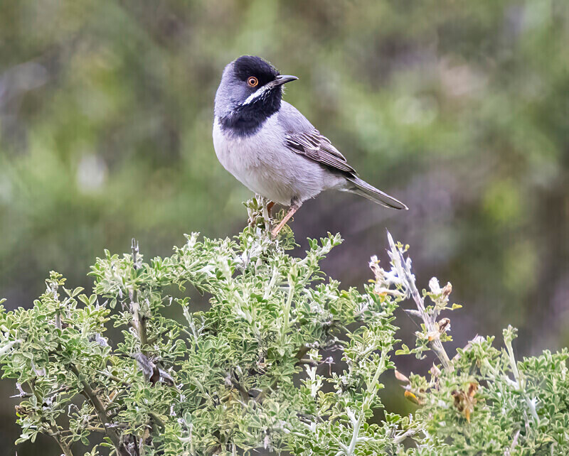 Ruppells Warbler. - Lesvos April/May 2023