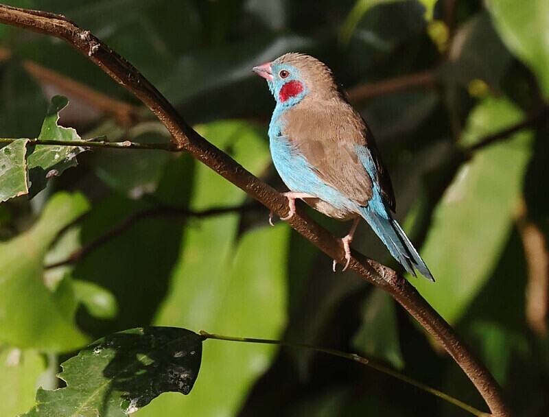 Red Cheecked Cordon-bleu - The Gambia Januarry 2026