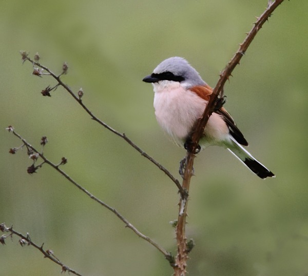 Red Backed Shrike - Norfolk, Spring 2012