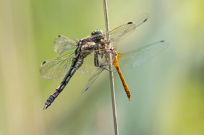 Common Clubtail - Bulgaria and Romania 2019
