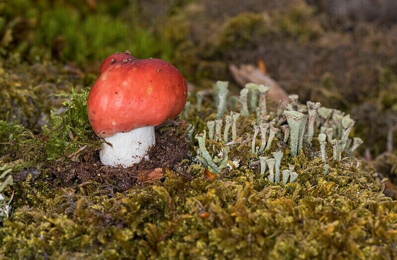 Rusulla syvestris - Caps