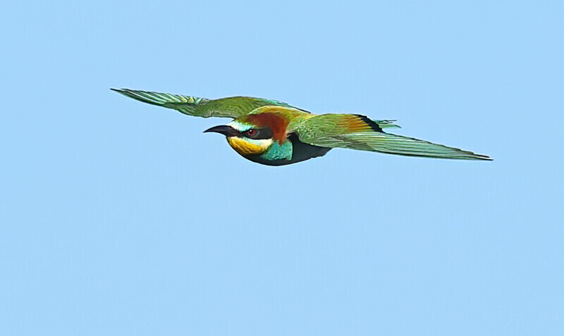 European Bee Eater - Lesvos 2025