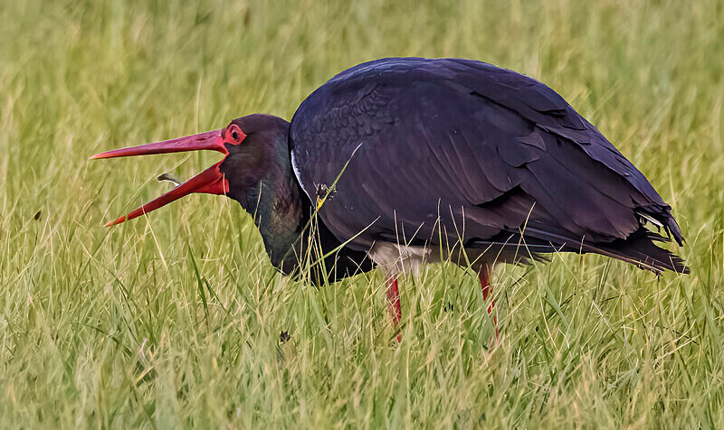 Black Stork - Lesvos April/May 2023