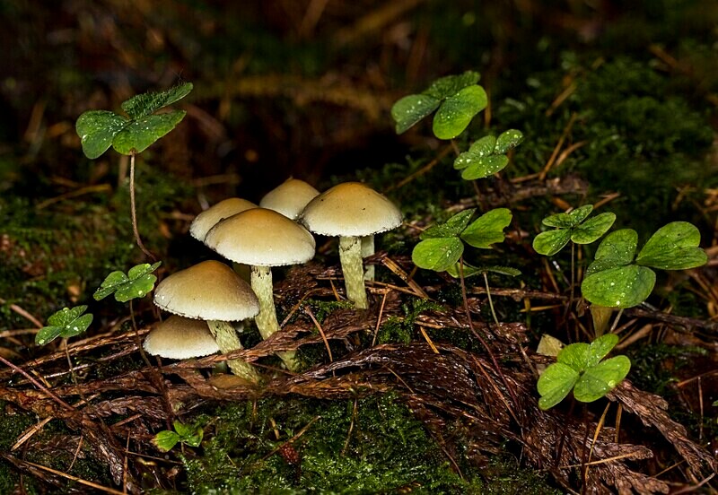 Sulphur Tuft - Caps