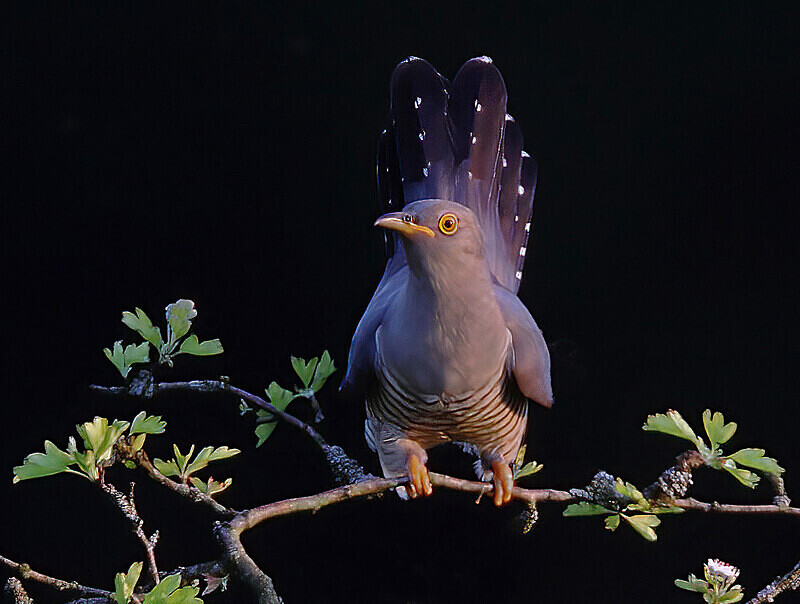 Male Cuckoo - Cuckoos