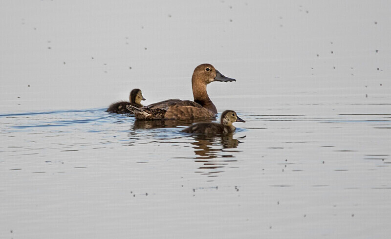 Ferruginous Duck, - Bulgaria and Romania 2019