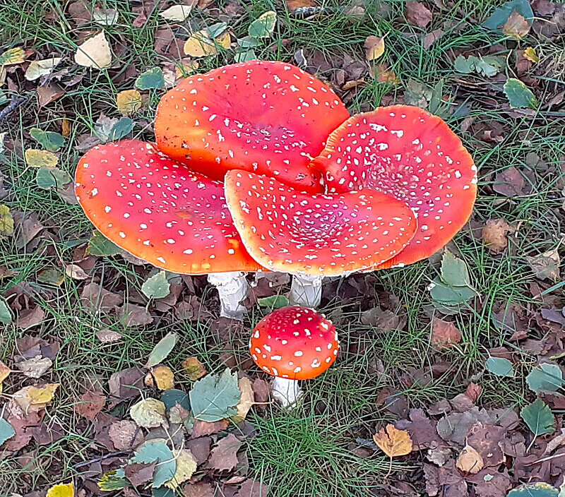 Fly Agaric - Fly Agaric