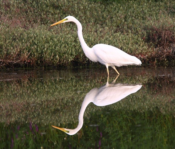 Great White Egret - Lesvos 2011