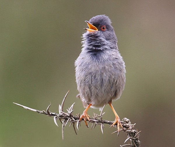  - Marmora's Warbler