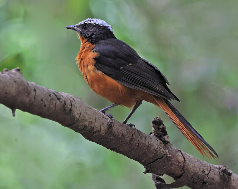 White Crowned Robin Chat - The Gambia Januarry 2026