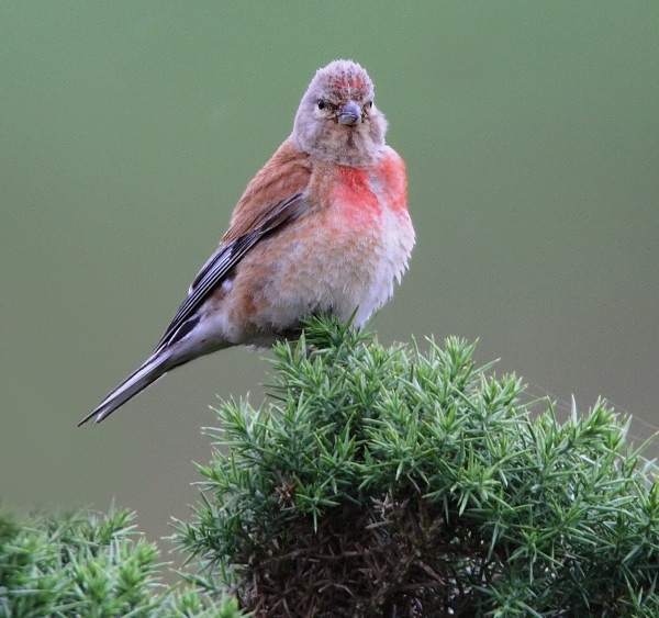 Linnet - Finches