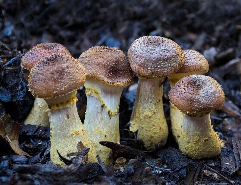 Honey Fungus - Caps