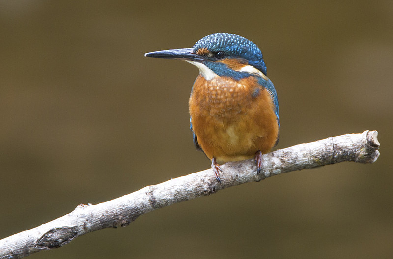 Juv Female Kingfisher - Kingfishers