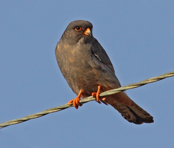 Red Footed Falcon - Cyprus Birds