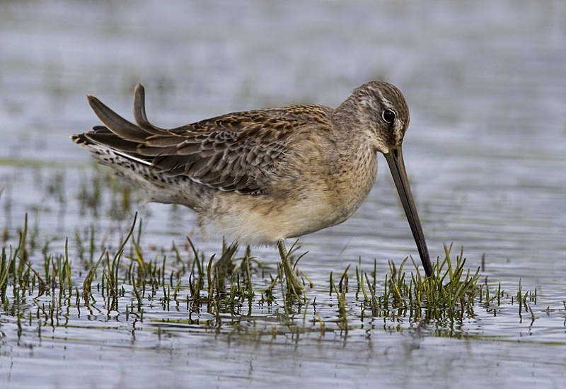 Long Billed Dowitcher - Long Billed Dowitcher