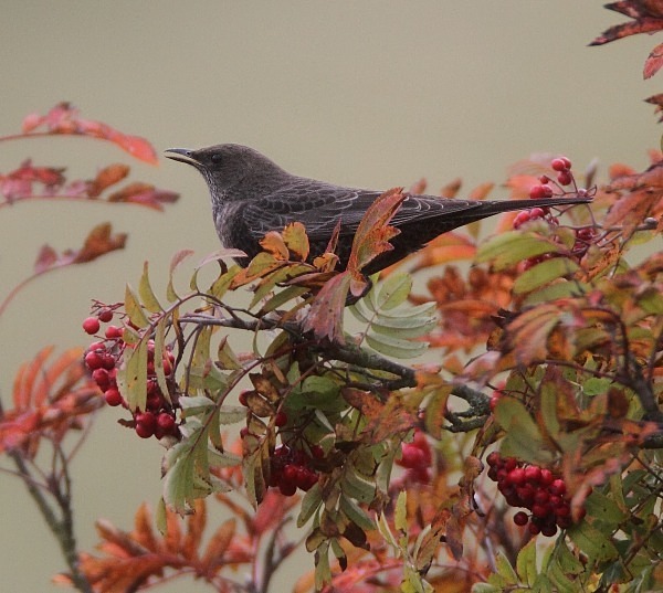 1st Winter Ring Ouzel - Thrushes & Ouzels