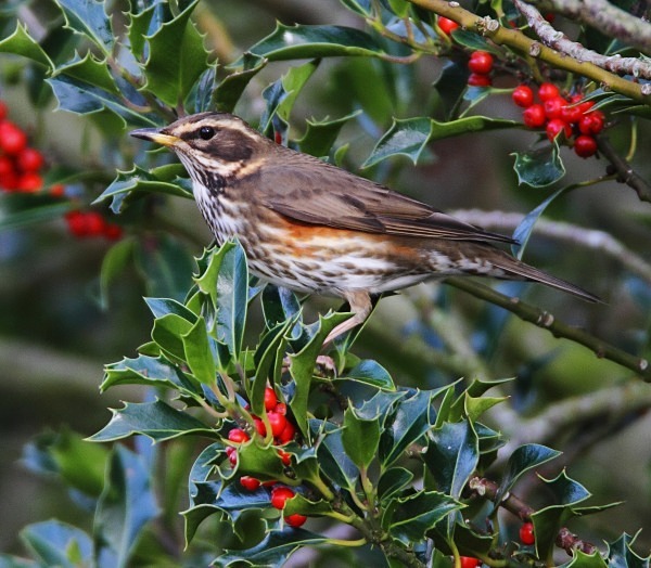Redwing on Holly - Thrushes & Ouzels