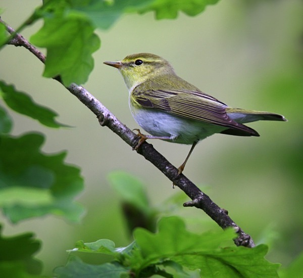 Wood Warbler - Warblers