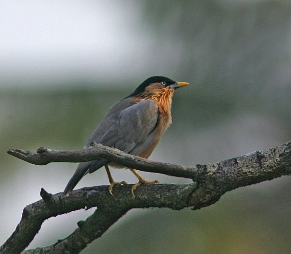 Brahminy Starling - Indian Birds