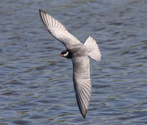 Whiskered Tern - Lesvos 2011
