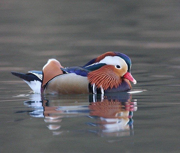 Mandarin - Ducks, Grebes, Geese, Swans & Gulls