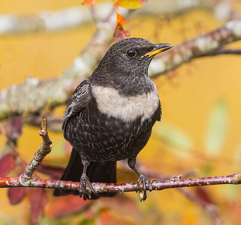 Ring Ouzel - Ring Ouzels