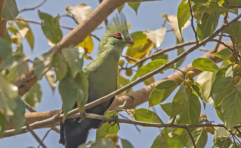 Green Turaco. - The Gambia 2018