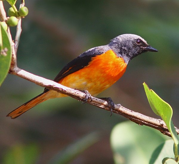 Small Minivet - Indian Birds