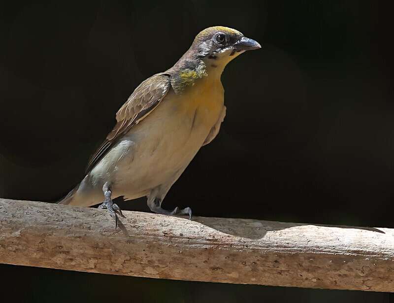 Greater Honey Guide Juv - The Gambia Januarry 2026