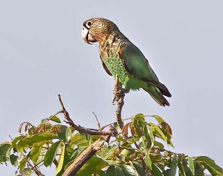 Brown Necked Parrot - The Gambia Januarry 2026