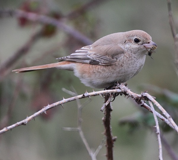 Isabelline Daurian Shrike - Norfolk, Autumn 2011