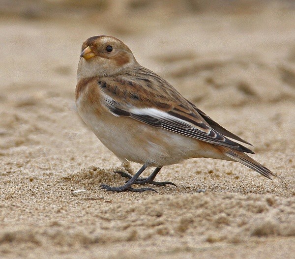 Snow Bunting - Buntings