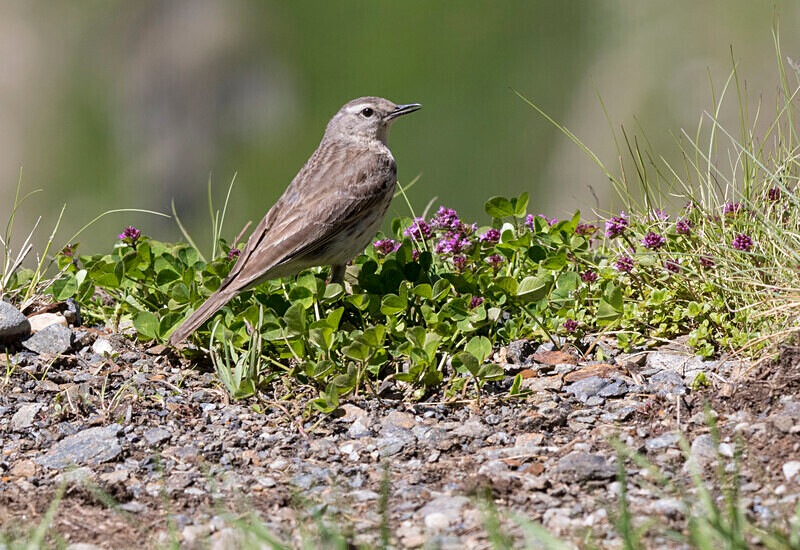 Water Pipit - Bulgaria and Romania 2019