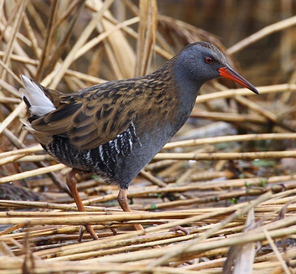 Water Rail - Herons, Egrets, Rails & Divers