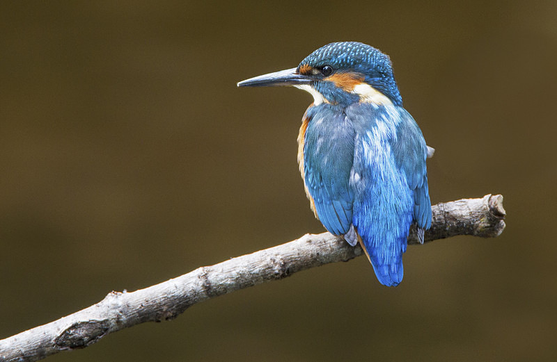 Juv Female Kingfisher - Kingfishers