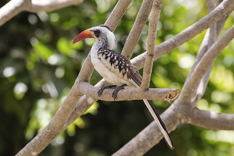 Red Billed Hornbill. - The Gambia 2018