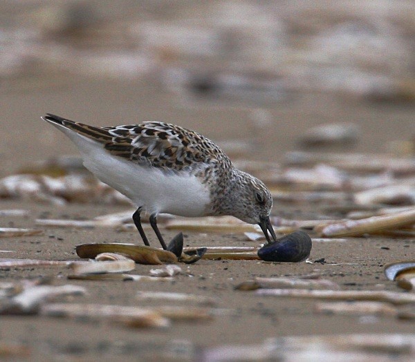 Sanderling - Waders and Plovers