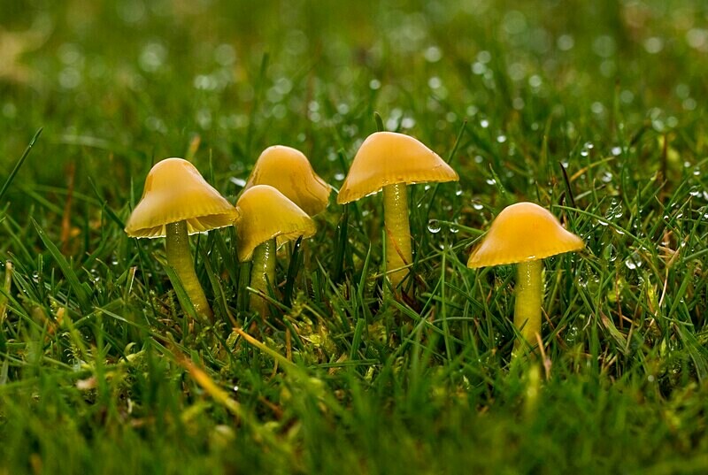 Parrot Waxcap - Waxcaps