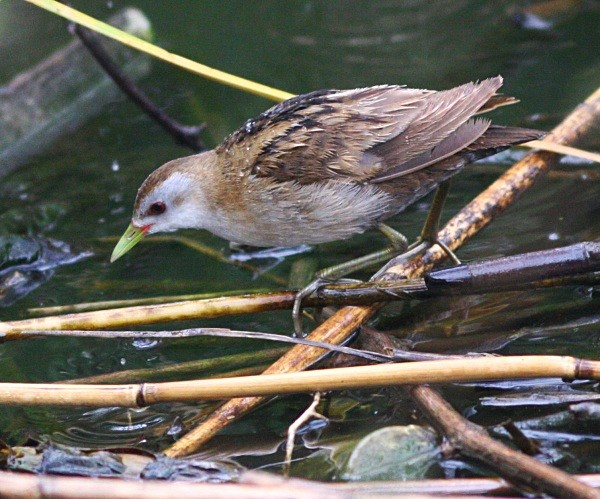 Little Crake - Lesvos 2011
