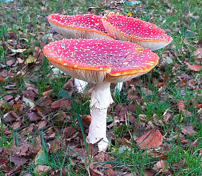 Fly Agaric - Fly Agaric