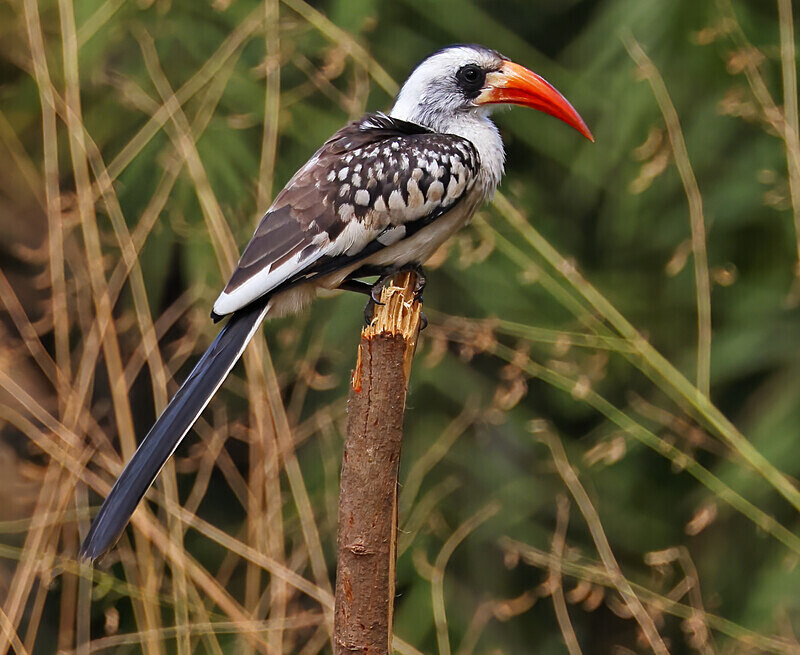 Red Billed Hornbill - The Gambia Januarry 2026