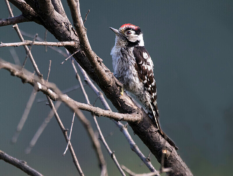 Lesser Spotted Woodpecker - Bulgaria and Romania 2019