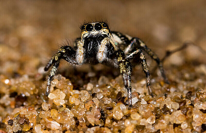 Zebra Spider - Female - Images from the small world.