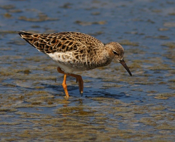 Ruff - Lesvos 2011