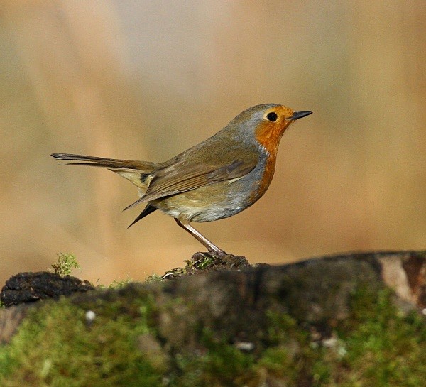 Robin - Chats, Sparrows & Starlings