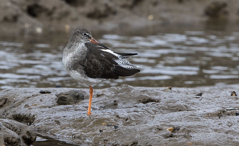 Redshank - Norfolk Autumn 2016