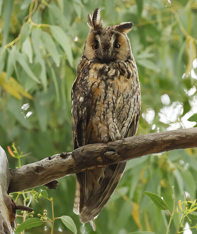 Long Eared Owl - Lesvos 2025