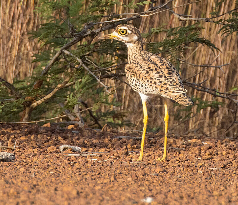 Spotted Thick Knee - The Gambia Nov/Dec 2023